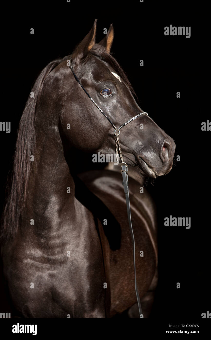 Thoroughbred Arabian horse, black stallion, portrait with show bridle Stock Photo
