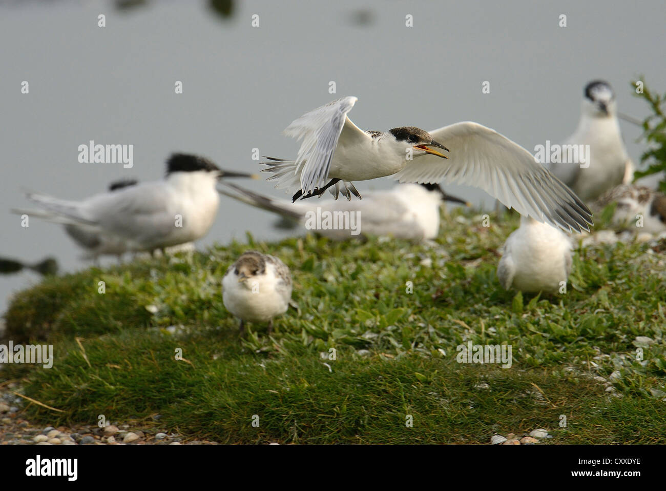 First flight tests of a young Sandwich Tern (Sterna sandvicensis), Texel, The Netherlands, Europe Stock Photo