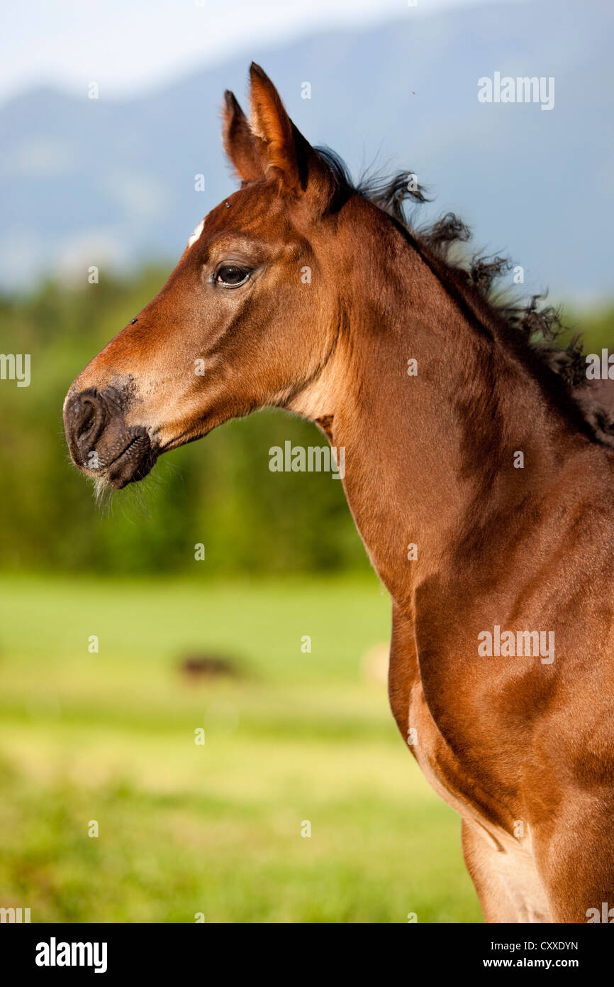 Austrian warmblood foal, bay colour, portrait, North Tyrol, Austria, Europe Stock Photo
