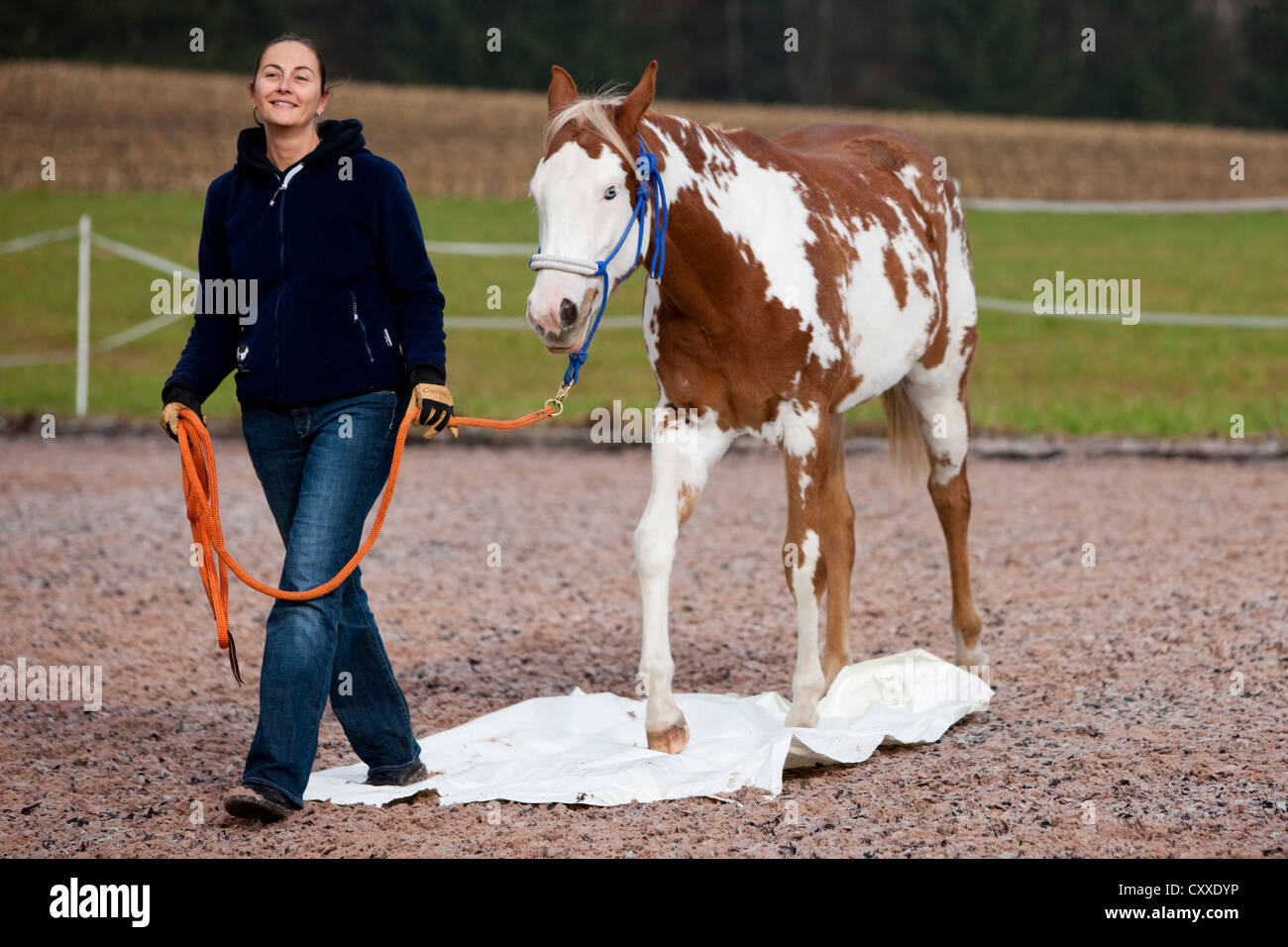 Relaxed woman walking with a Paint Horse over a plastic sheeting during exercising, filly, Sorrel Overo, North Tyrol, Austria Stock Photo