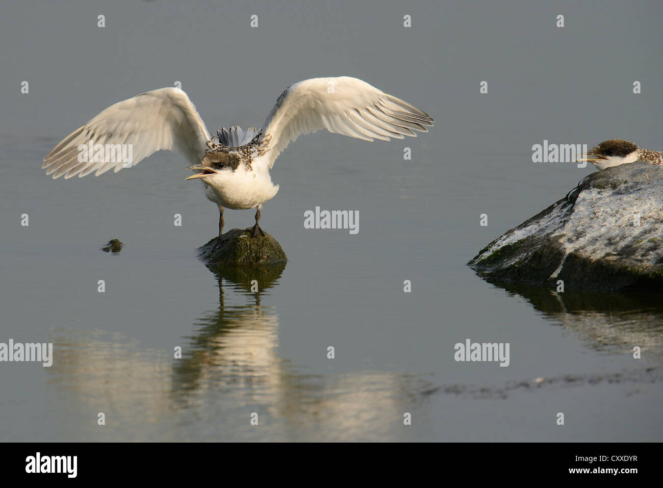 First flight tests of a young Sandwich Tern (Sterna sandvicensis), Texel, The Netherlands, Europe Stock Photo