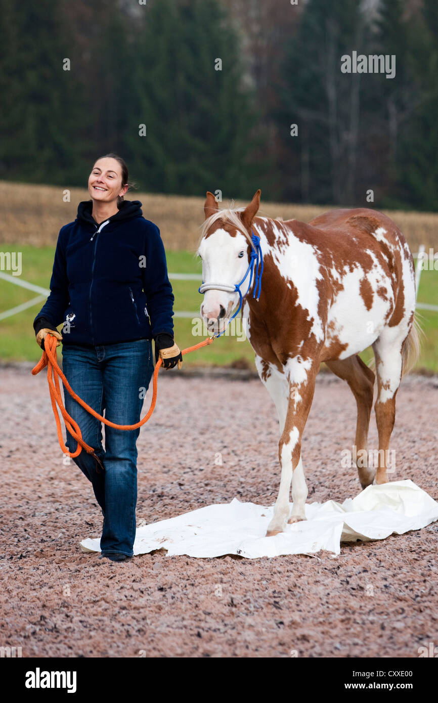 Relaxed woman walking with a Paint Horse over a plastic sheeting during exercising, filly, Sorrel Overo, North Tyrol, Austria Stock Photo