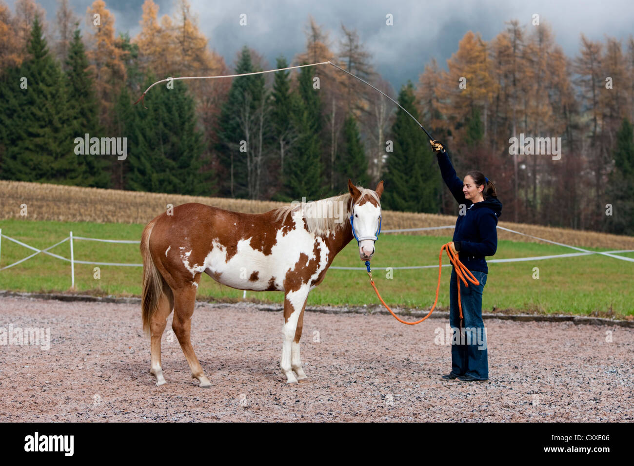Woman swinging stick over relaxed horse during exercising, filly, Sorrel Overo, North Tyrol, Austria, Europe Stock Photo
