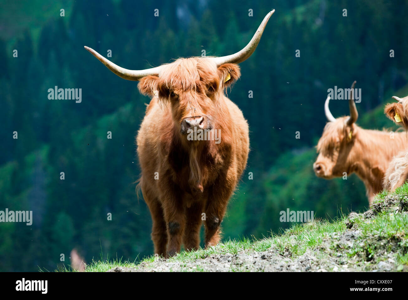 Highland cattle on a mountain pasture, North Tyrol, Austria, Europe Stock Photo