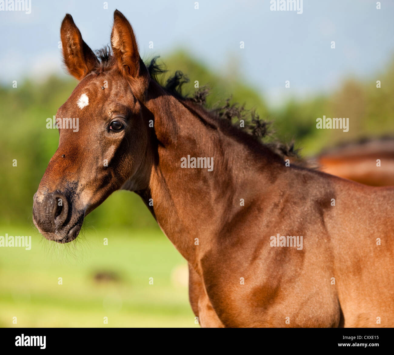 Austrian warmblood foal, bay colour, portrait, North Tyrol, Austria, Europe Stock Photo