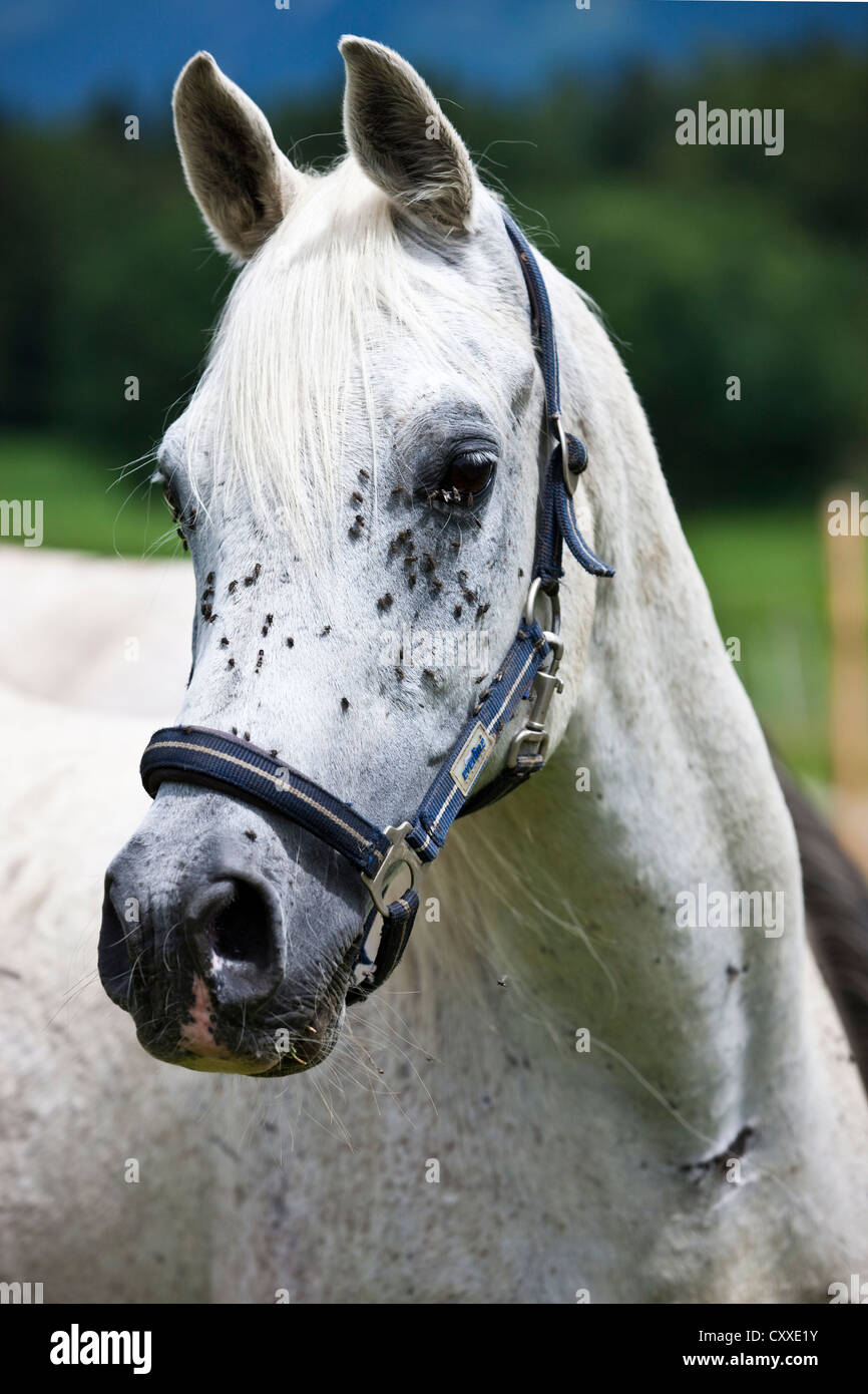 Plague of flies in summer on head of thoroughbred Arabian horse, North Tyrol, Austria, Europe Stock Photo