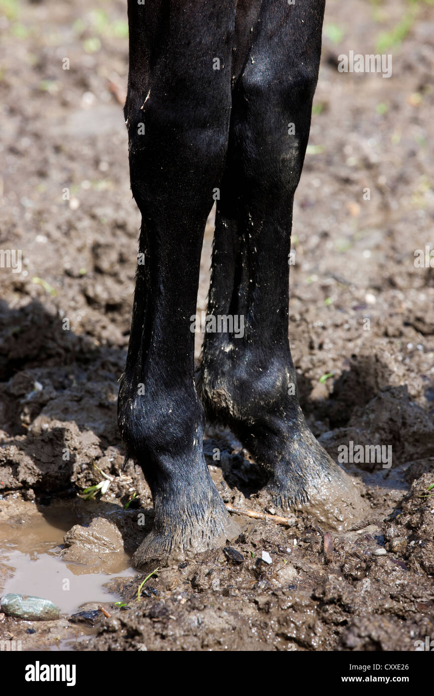 Front legs of a horse in a muddy paddock, North Tyrol, Austria, Europe Stock Photo