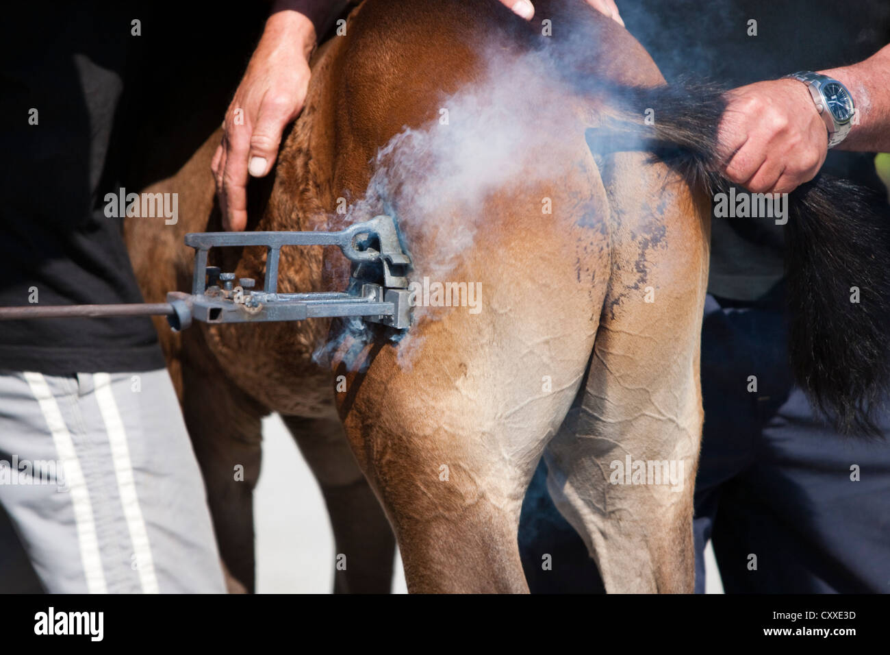 Horse being branded with a branding iron, Austrian warmblood, foal, bay colour, North Tyrol, Austria, Europe Stock Photo