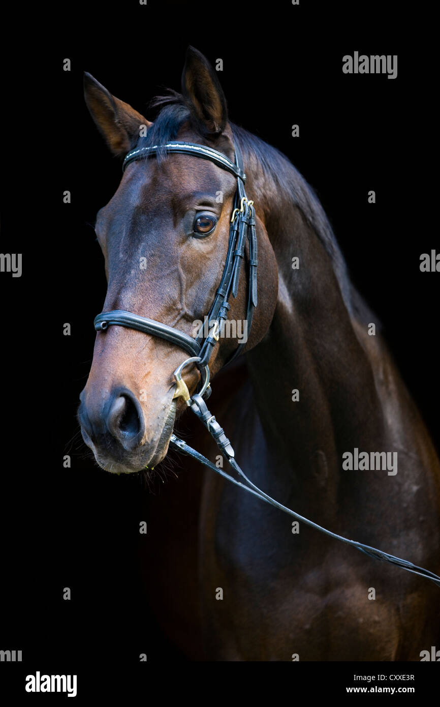 Wuerttemberger, Baden-Wuerttemberger or Wuerttemberg warmblood horse breed, portrait, bridled, gelding Stock Photo