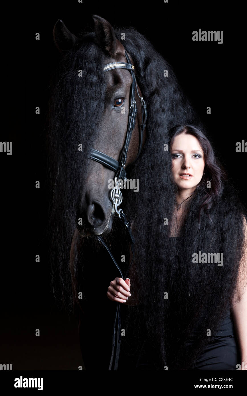 Friesian or Frisian horse breed with young woman wrapped in its long mane, gelding, black horse Stock Photo