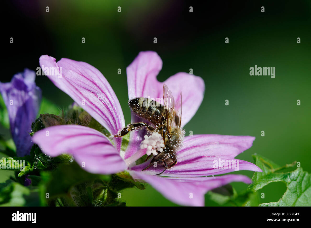 Honey bee, Buckfast bee (Apis mellifera) covered with pollen on a mallow flower (Malva sylvestris) Stock Photo