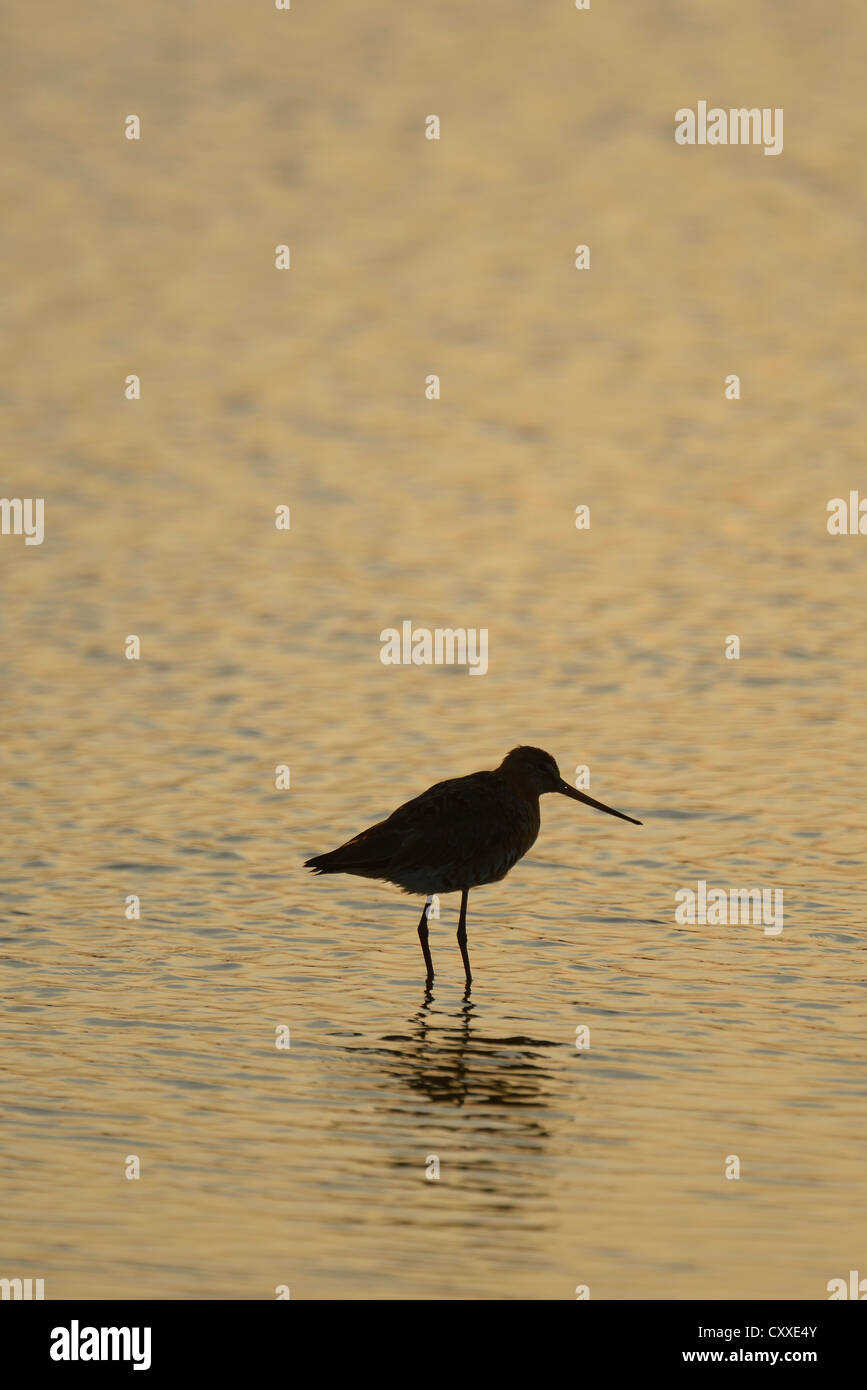 Bar-tailed Godwit (Limosa lapponica), backlit, standing in water, Texel, The Netherlands, Europe Stock Photo
