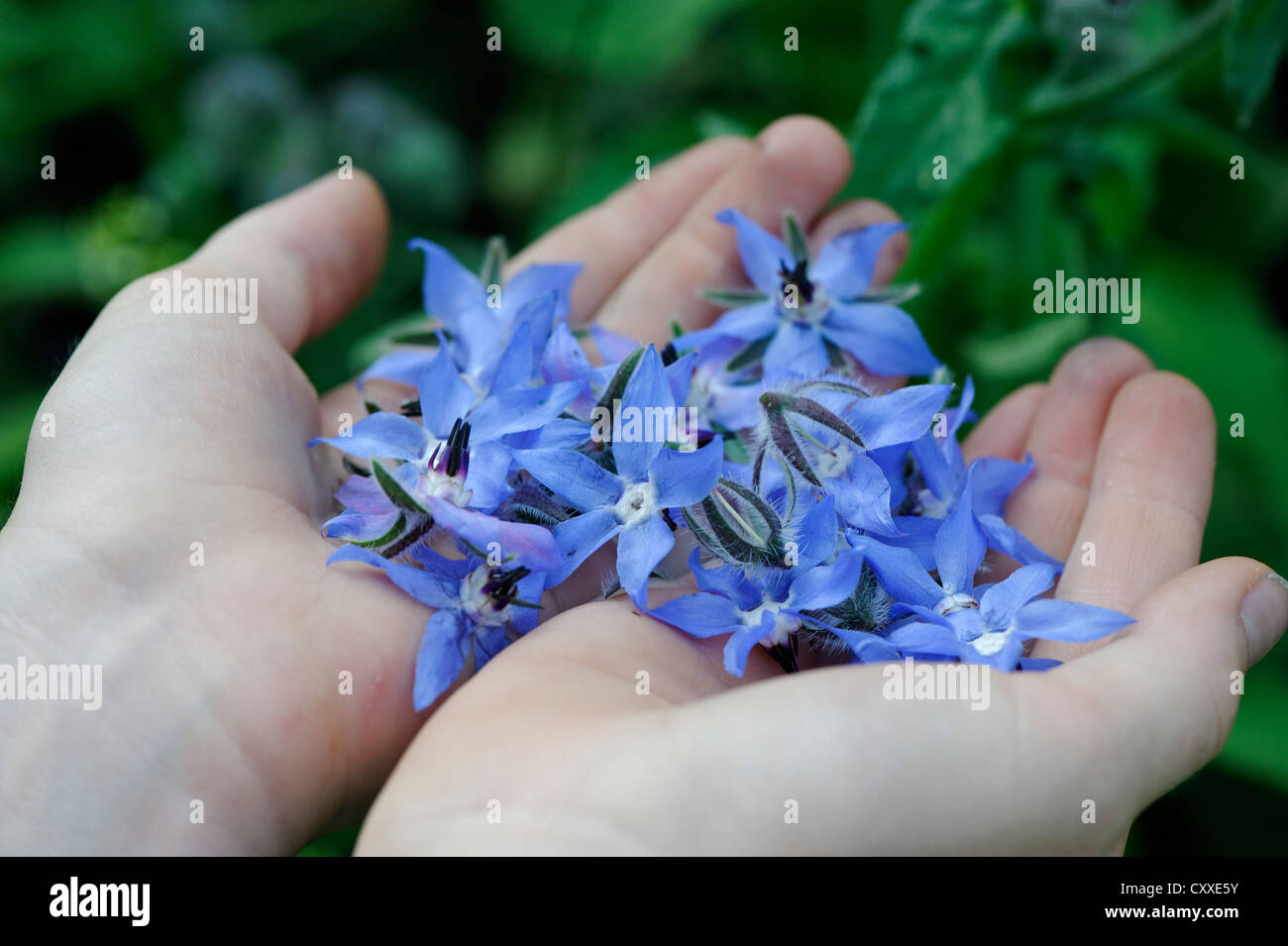 Starflower or Borage (Borago officinalis), harvested borage flowers