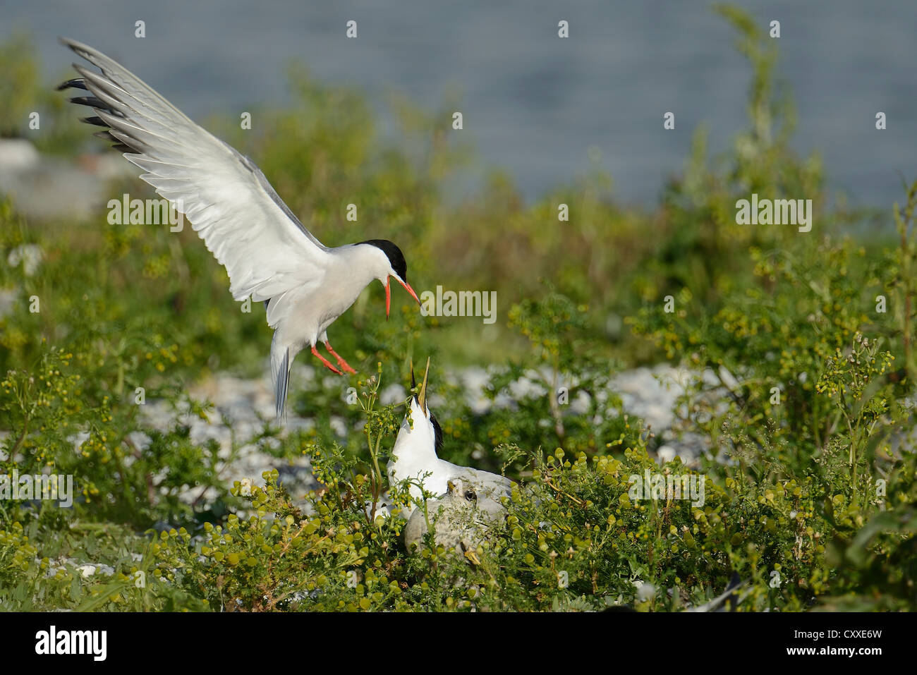 Common Tern (Sterna hirundo) attacking Sandwich Tern (Sterna sandvicensis), Texel, The Netherlands, Europe Stock Photo