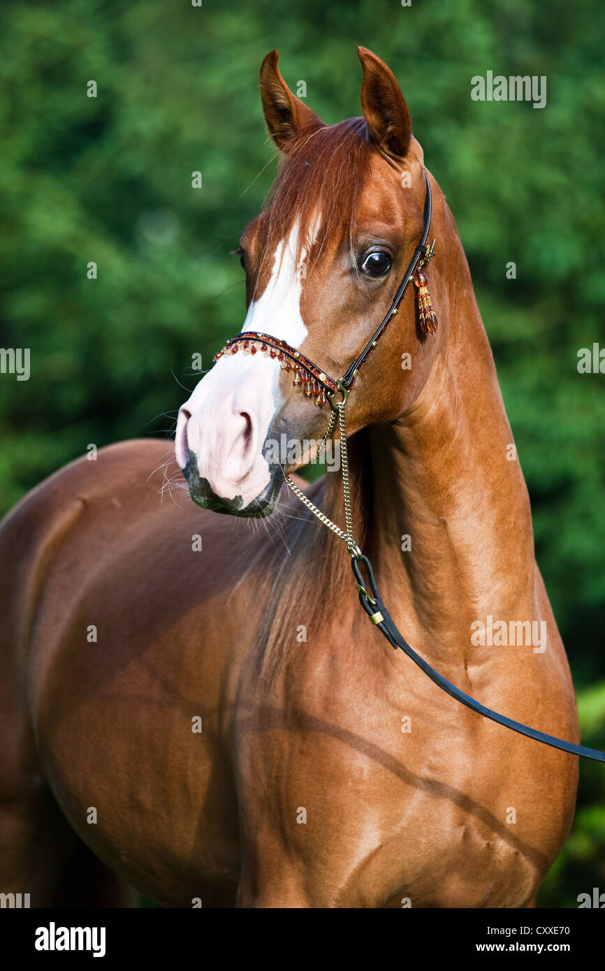 Dark Chestnut Horse With Blaze