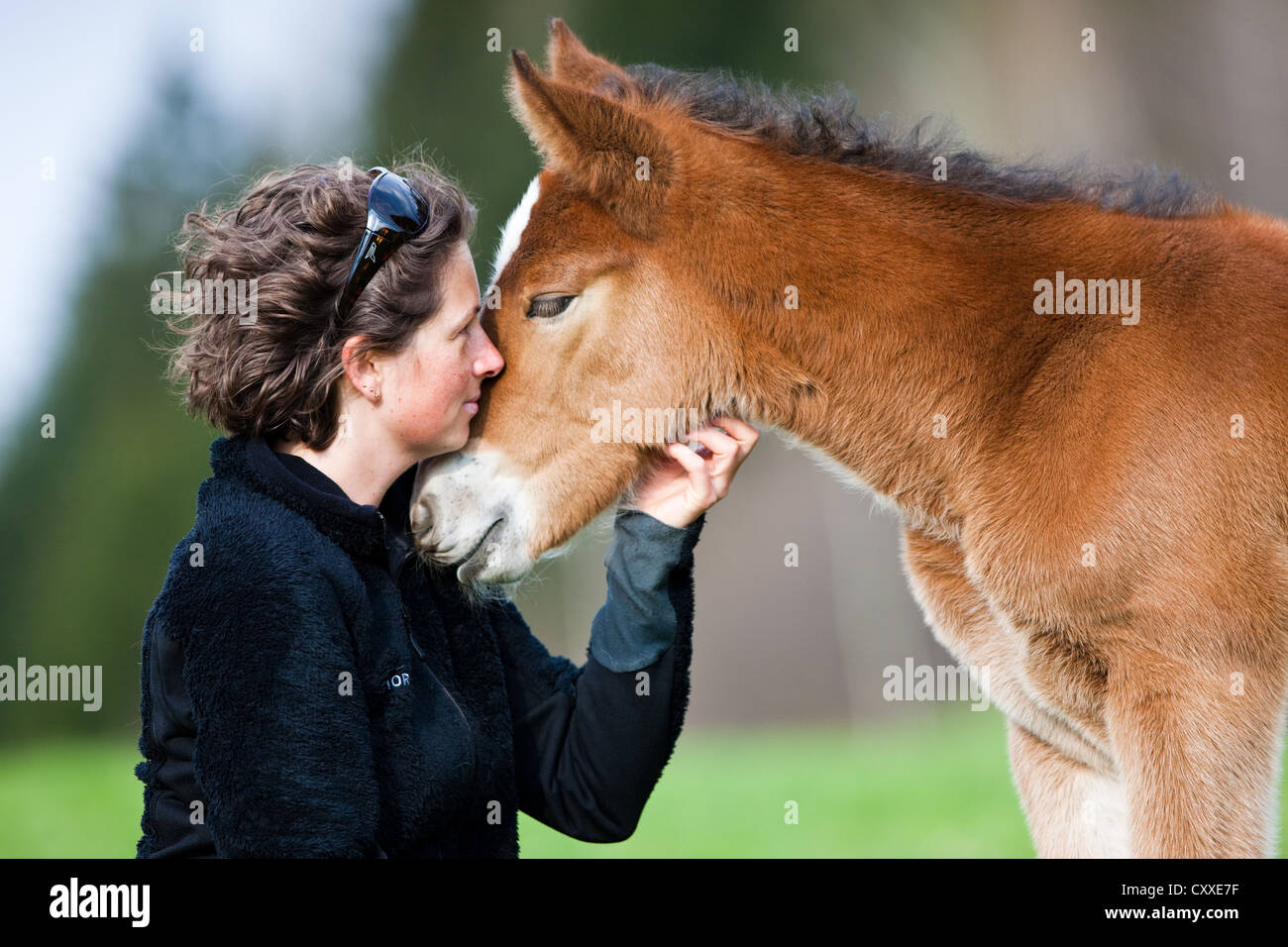 Woman cuddling with brown Noriker colt, North Tyrol, Austria, Europe Stock Photo