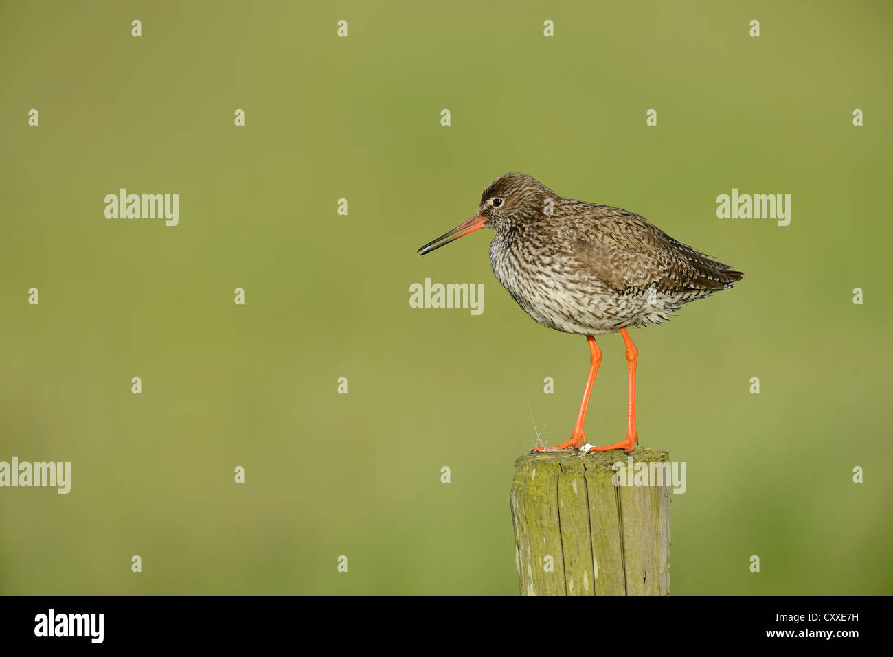 Common Redshank (Tringa totanus), perched on a post, Texel, The Netherlands, Europe Stock Photo