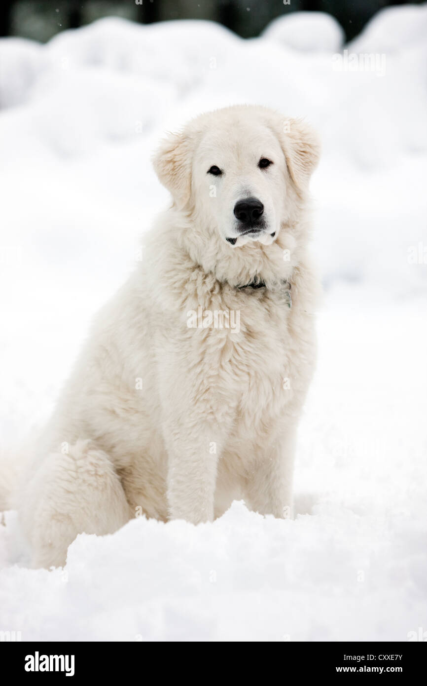 Maremma Sheepdog sitting in the snow, North Tyrol, Austria, Europe Stock Photo