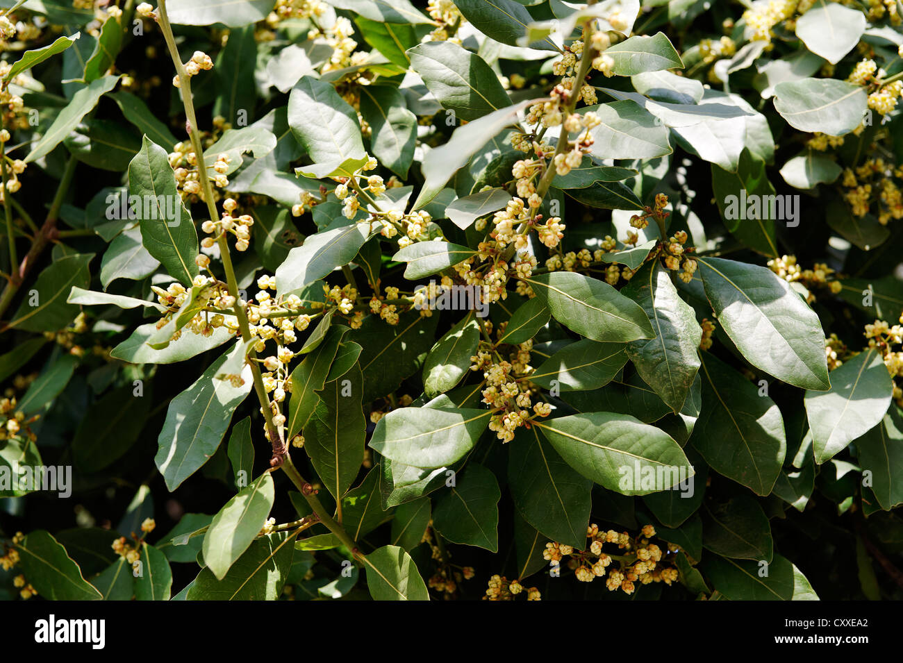 Flowering bay laurel (Laurus nobilis), Mount Tabor, Galilee, Israel, Middle East Stock Photo