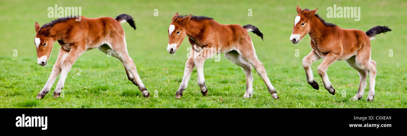 Noriker, brown colt jumping in meadow, photomontage, North Tyrol, Austria, Europe Stock Photo