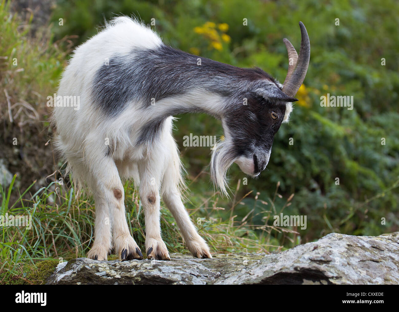 Wild goat in the Valley of the Rocks, Exmoor National Park Stock Photo ...