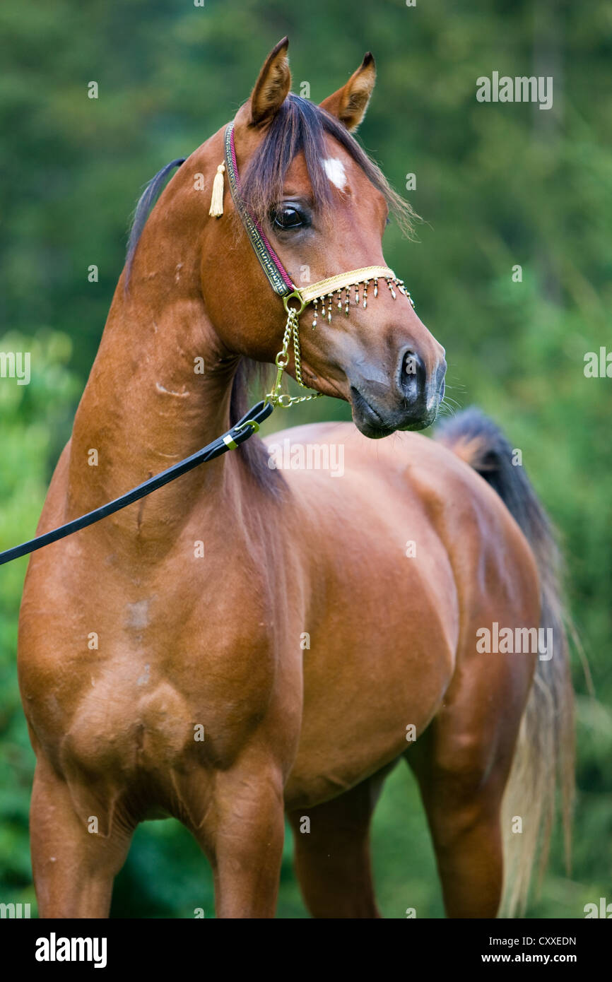Arabian stallion, bay, wearing a show halter, North Tyrol, Austria, Europe Stock Photo