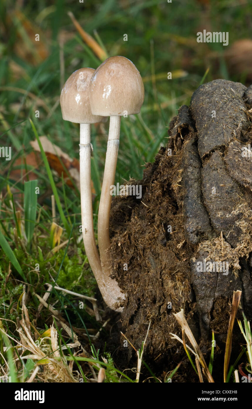 Yellow Cowpat Toadstool (Bolbitius vitellinus), a small, edible toadstool, growing on dung. Stock Photo