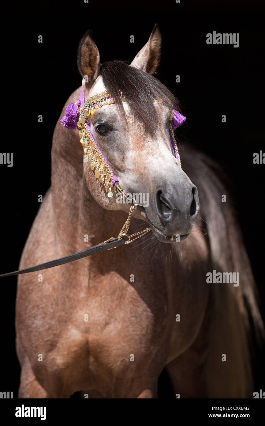 Arabian stallion, roan, portrait wearing a show halter, North Tyrol, Austria, Europe Stock Photo