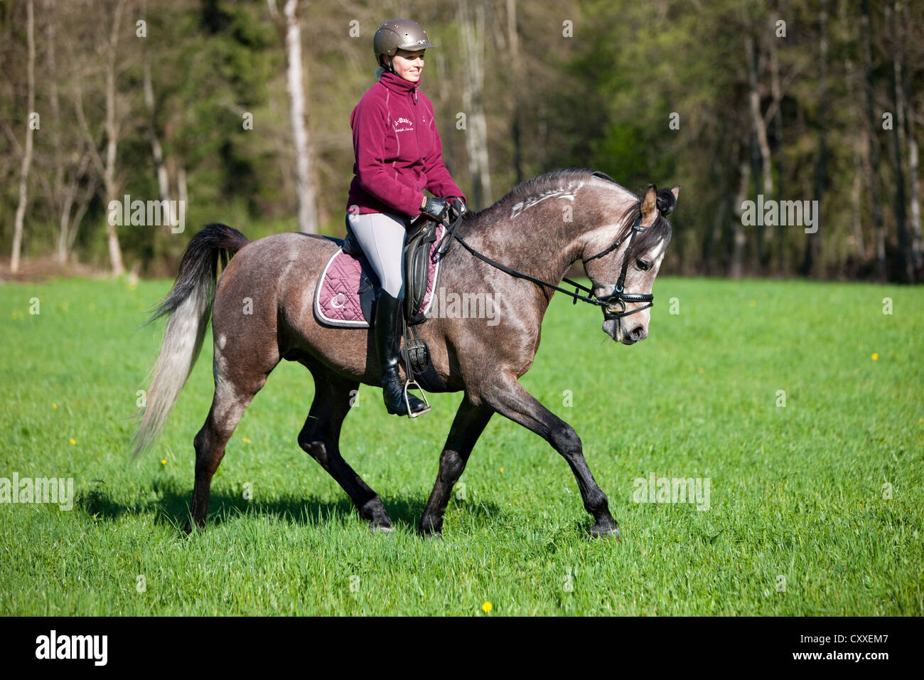 Girls trotting on a purebred Arabian stallion, roan, on a meadow, North Tyrol, Austria, Europe Stock Photo