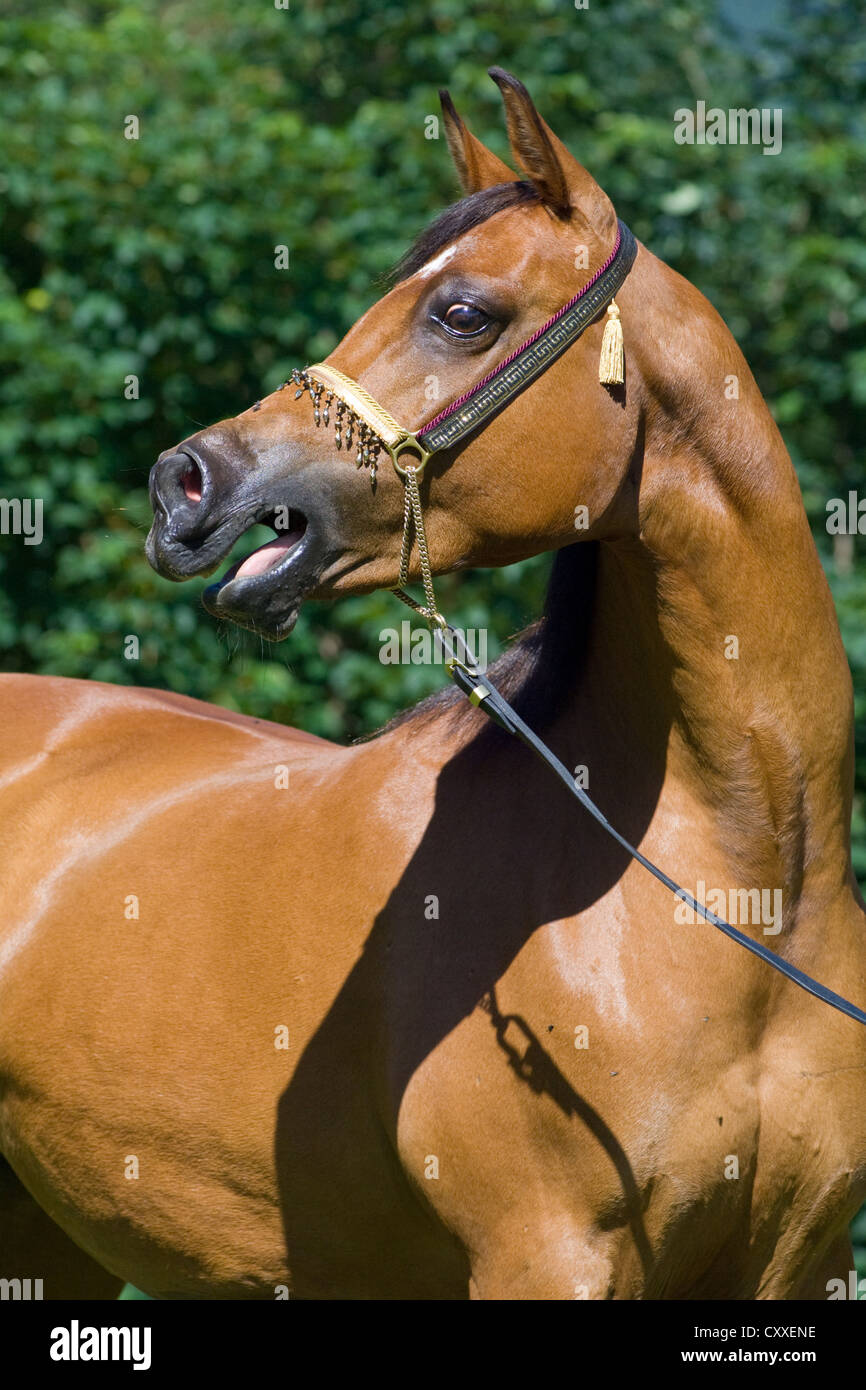 Arabian mare, bay, wearing a show halter, neighing, North Tyrol, Austria, Europe Stock Photo