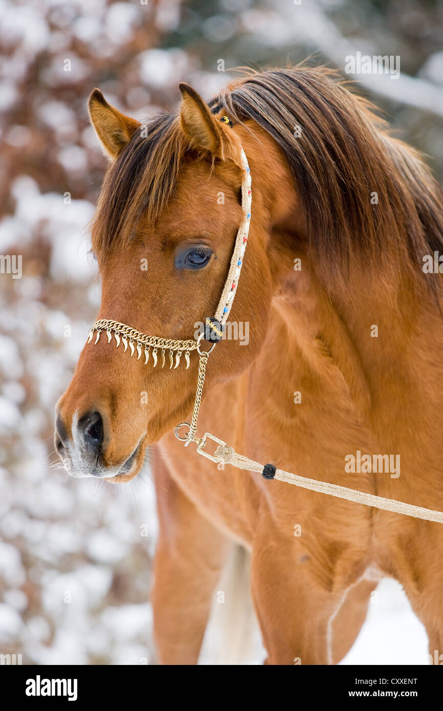Arabian stallion, bay, wearing a show halter in winter, North Tyrol, Austria, Europe Stock Photo