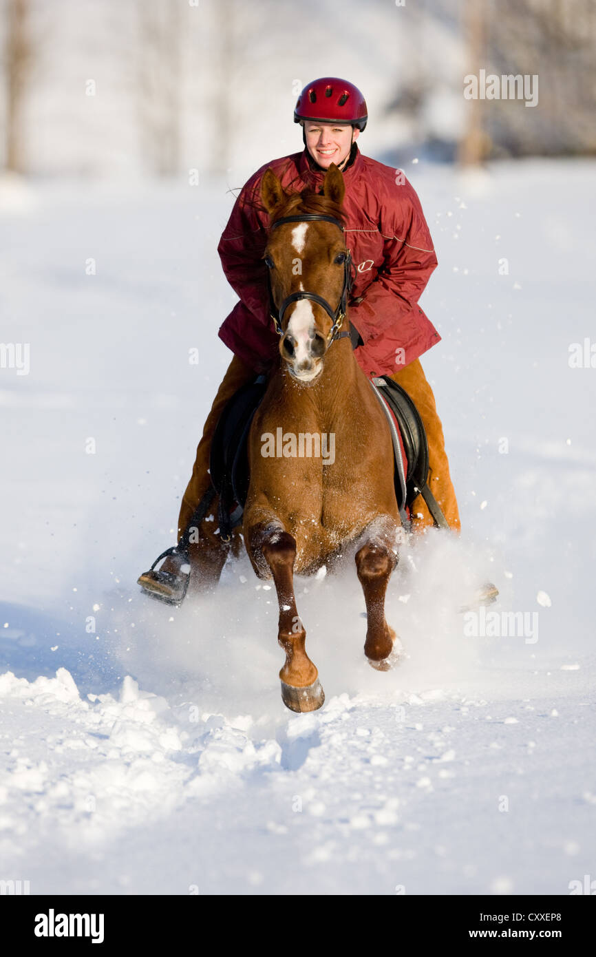 Girl galloping on an Arabian mare, chestnut, through the snow, North Tyrol, Austria, Europe Stock Photo