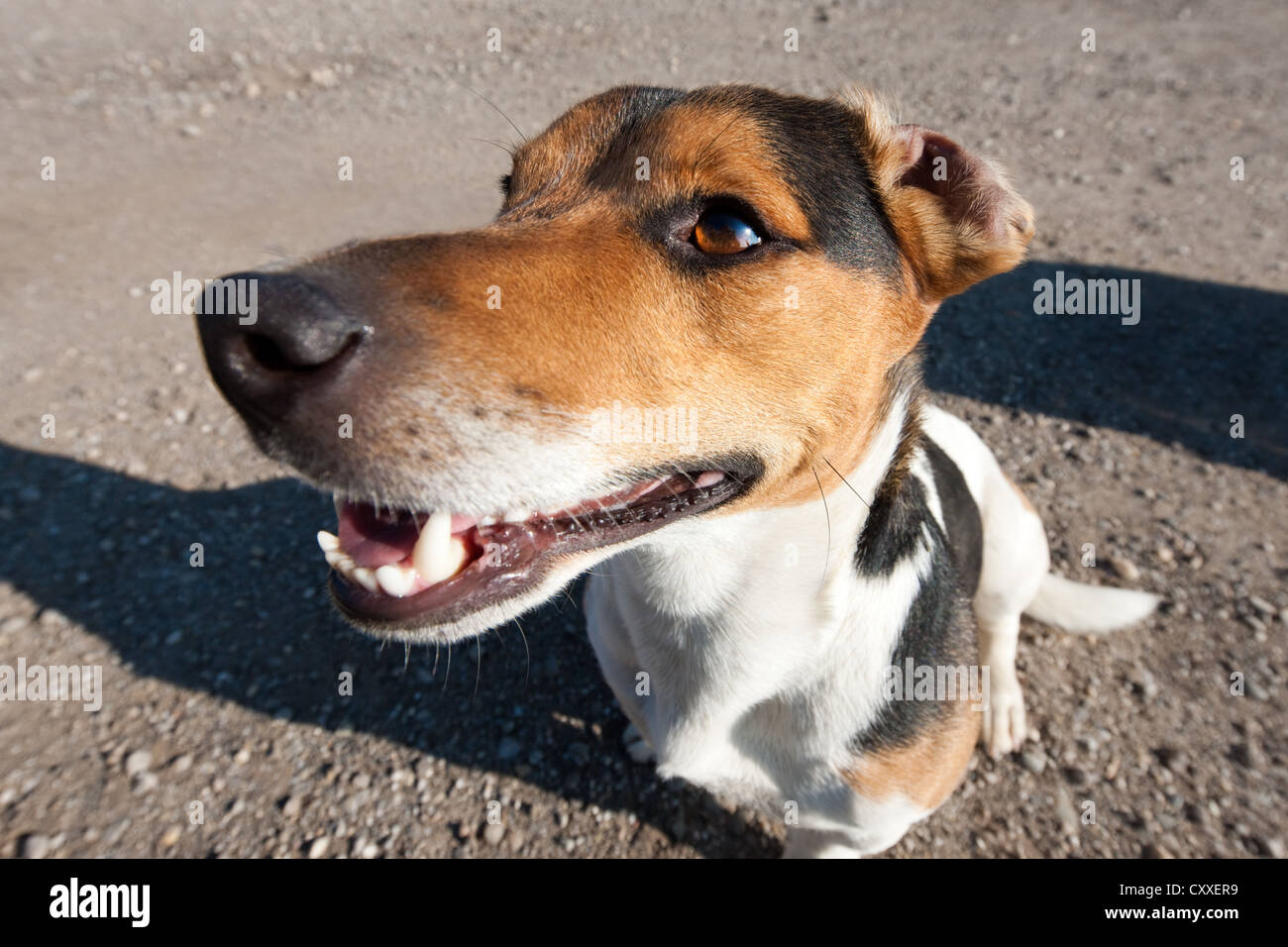 Jack Russell Terrier, wide angle portrait, North Tyrol, Austria, Europe Stock Photo