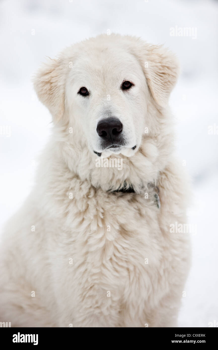Maremma Sheepdog, portrait in snow, Northern Tyrol, Austria, Europe Stock Photo