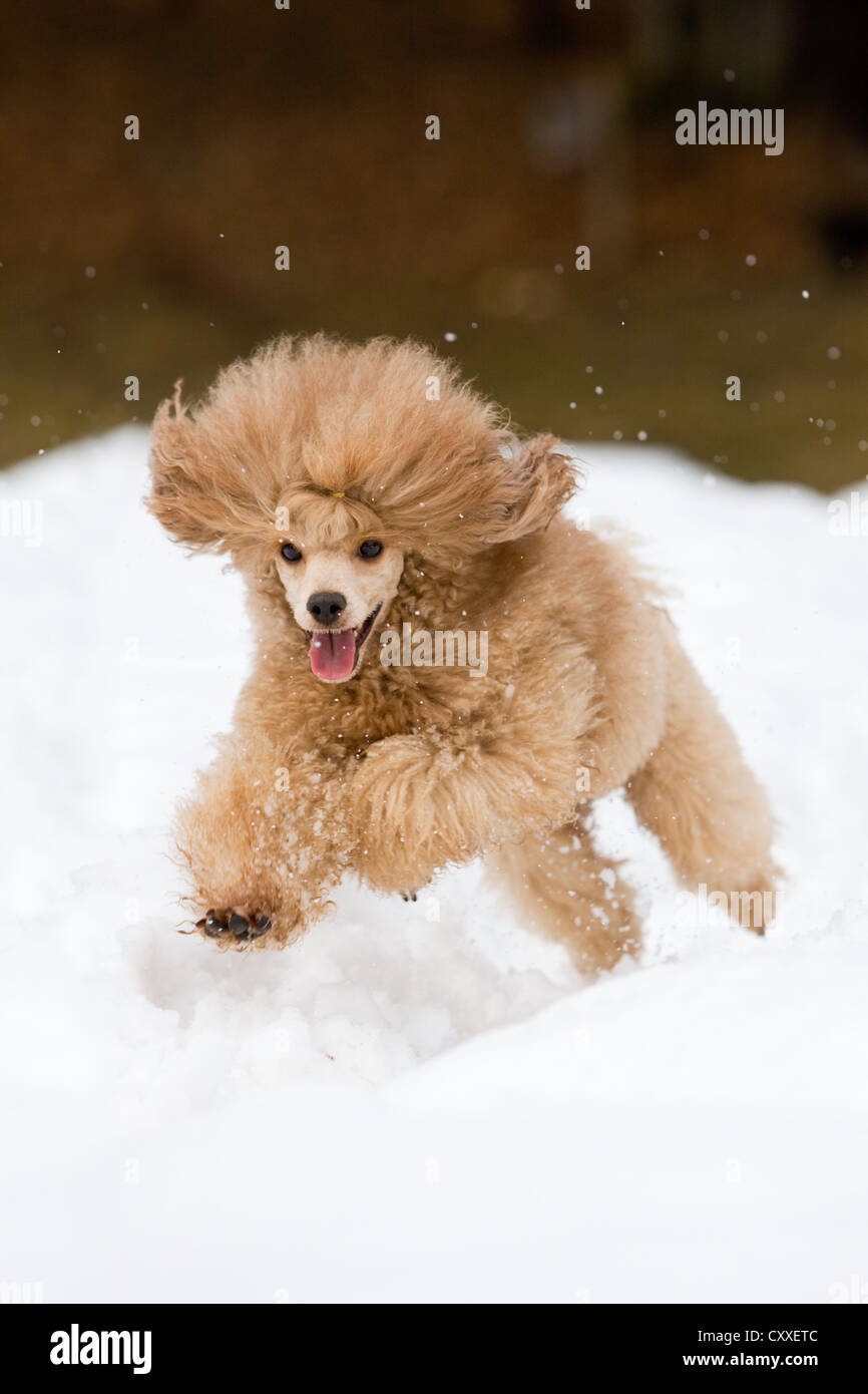 Toy Poodle running in the snow, North Tyrol, Austria, Europe Stock ...