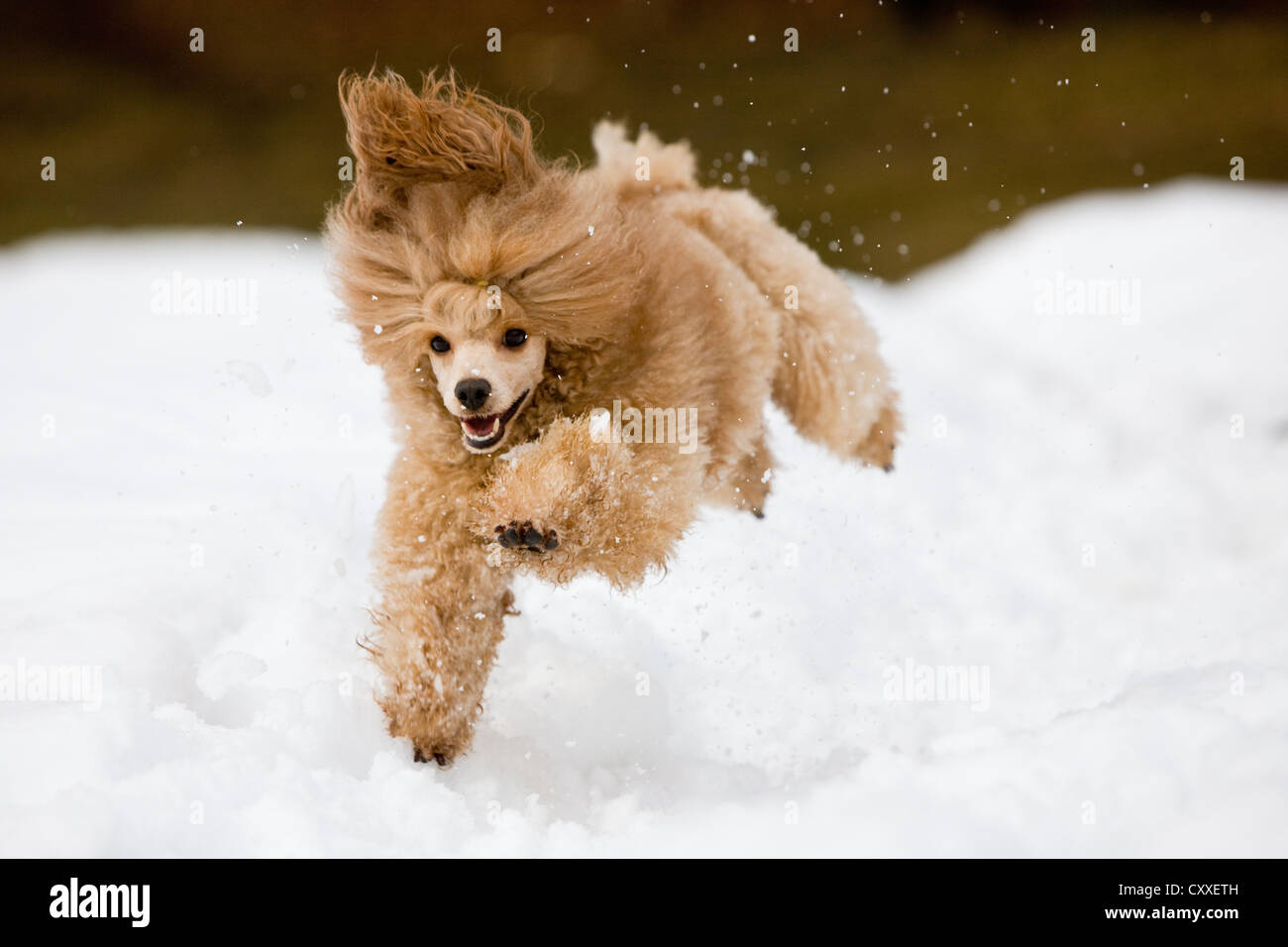 Toy Poodle Running In The Snow North Tyrol Austria Europe Stock Photo Alamy