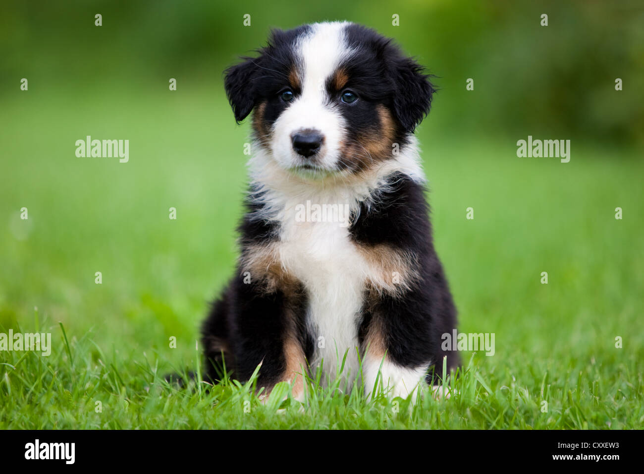 Australian Shepherd, puppy sitting in a meadow, northern Tyrol, Austria ...