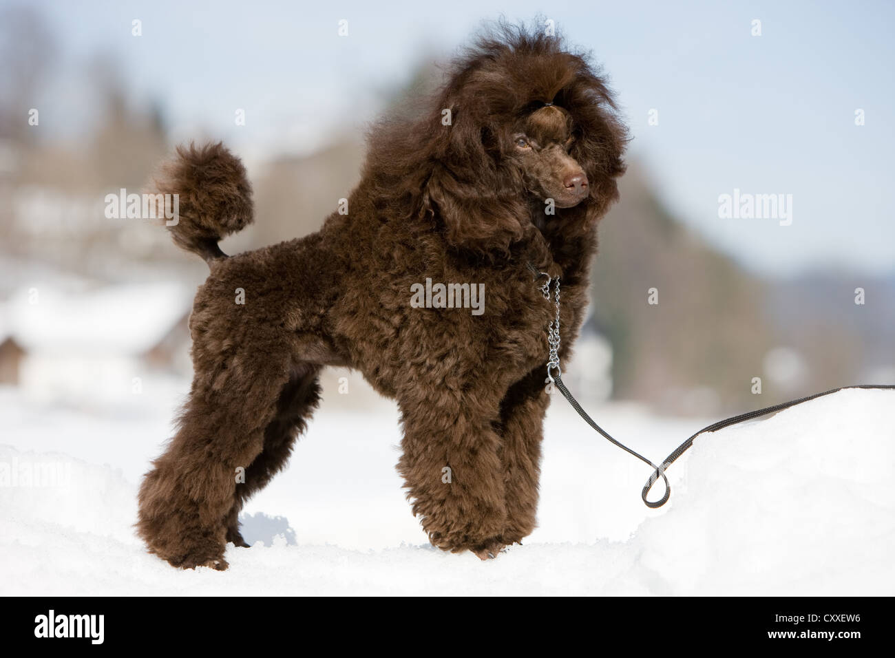 Vanitonia toy best sale poodles