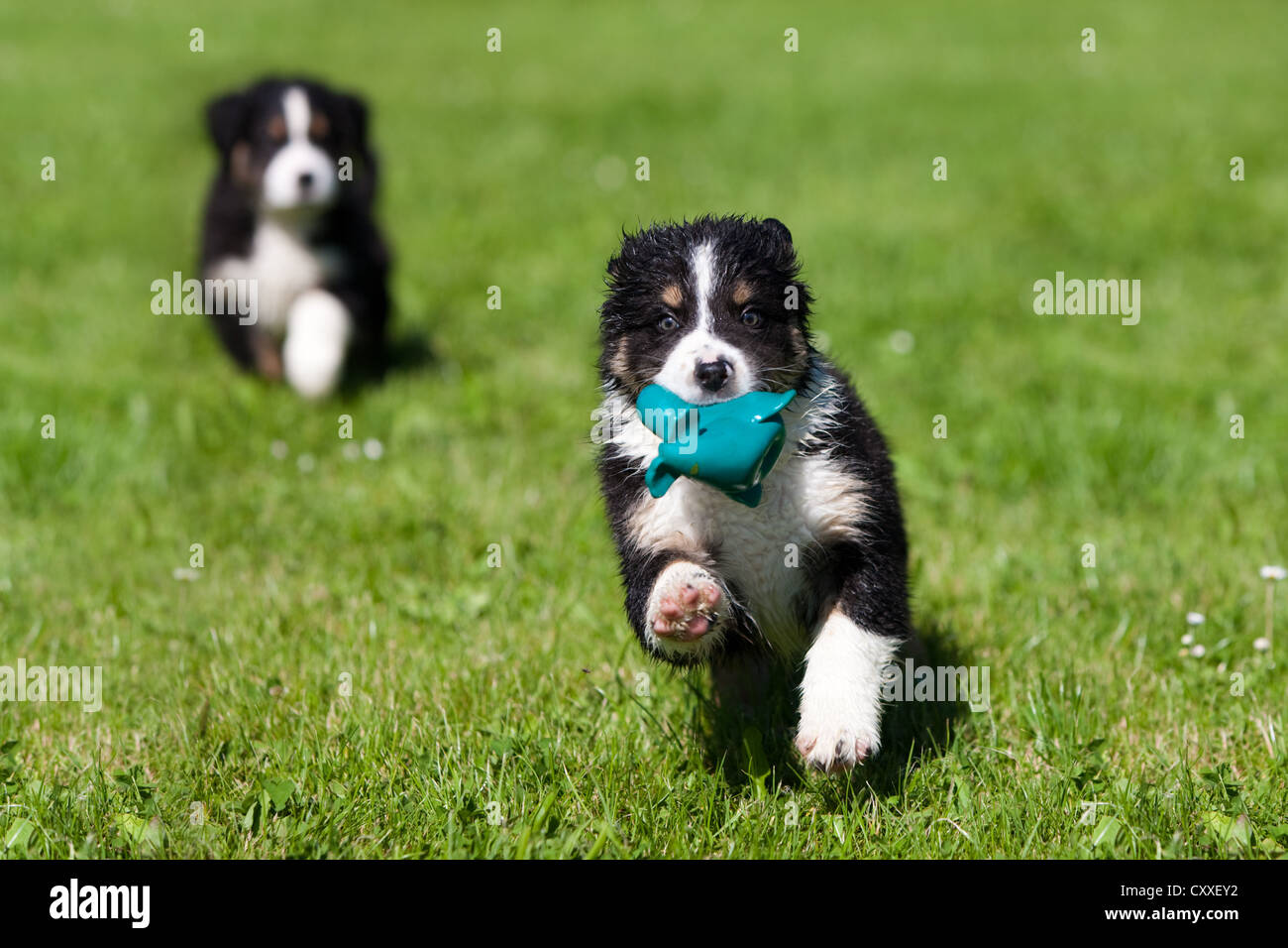 Australian Shepherds, puppies playing in a meadow, northern Tyrol ...