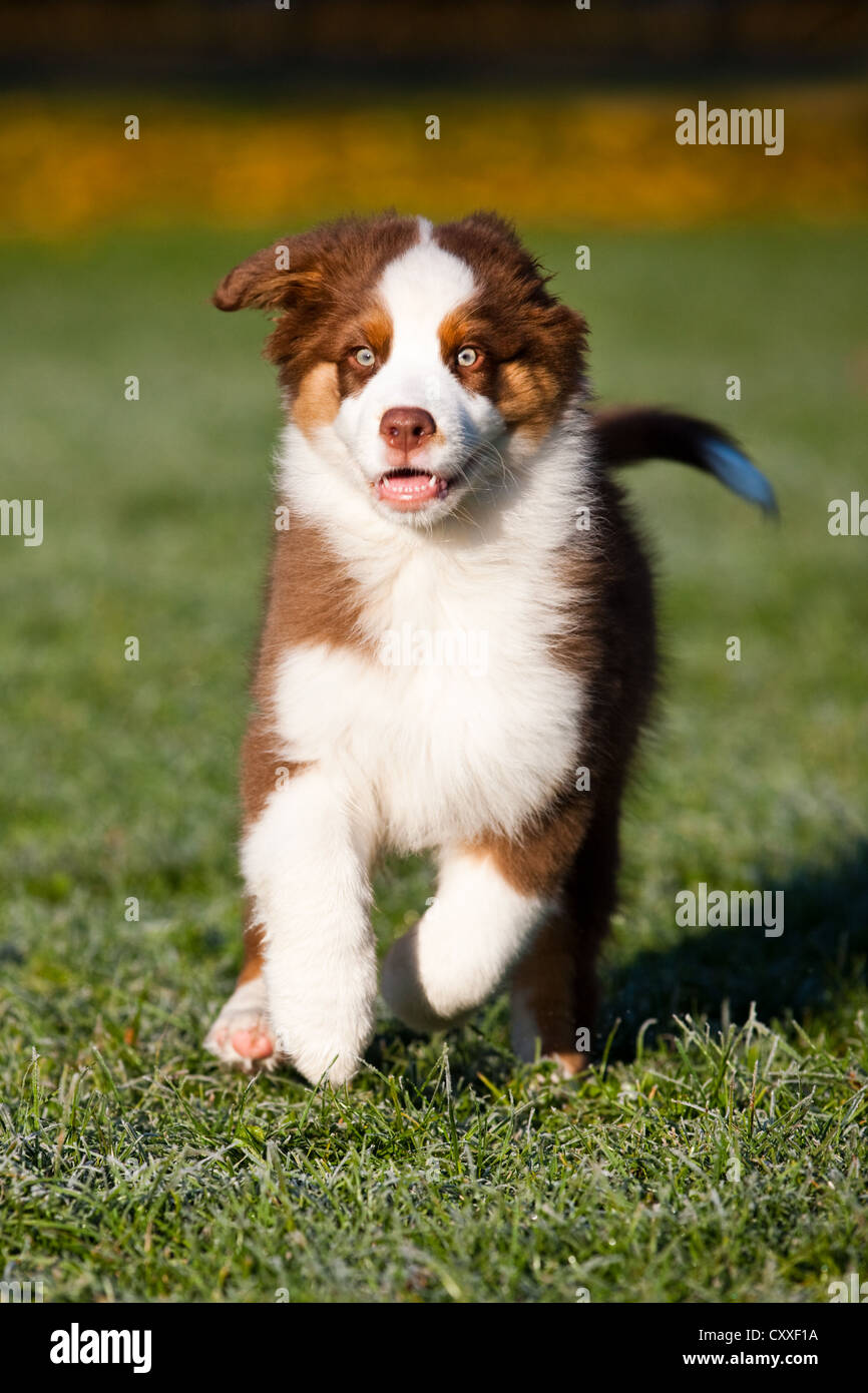 Australian Shepherd puppy running across a meadow, North Tyrol, Austria ...