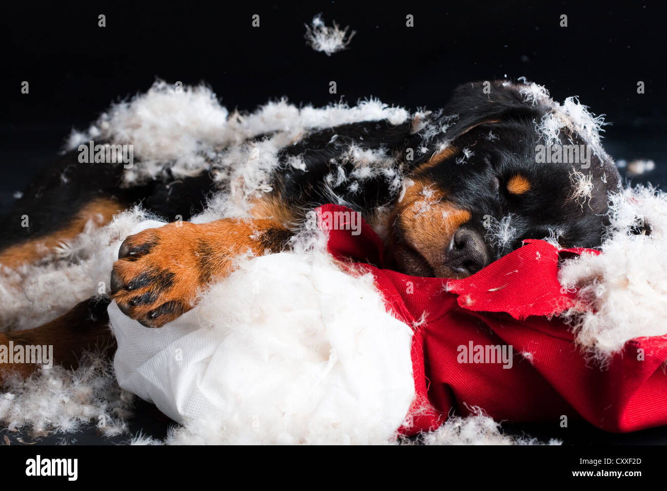 Rottweiler puppy sleeping on a torn pillow and stuffing, North Tyrol, Austria, Europe Stock Photo