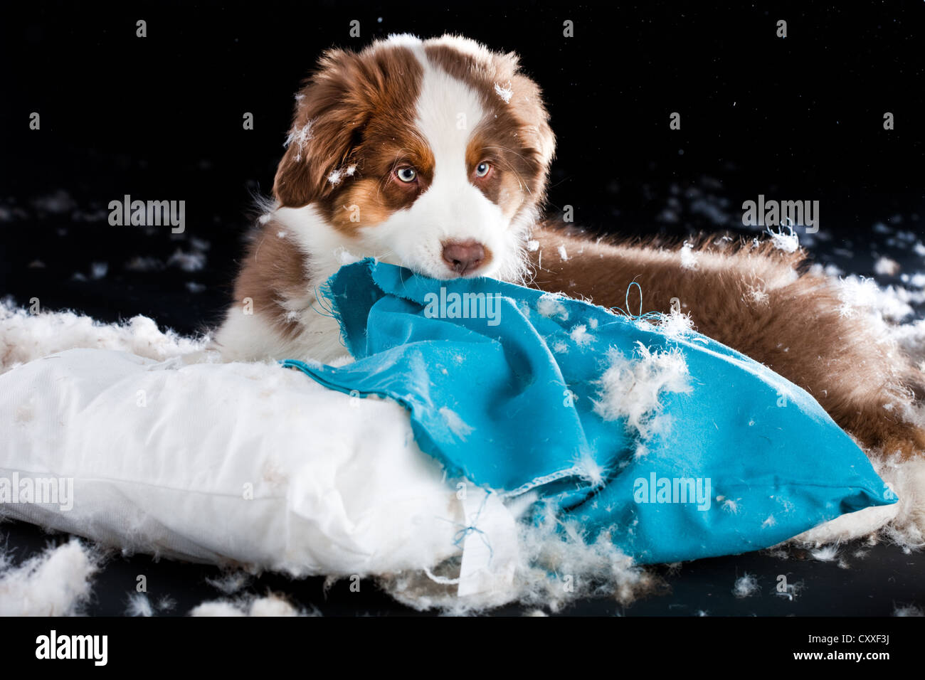 Australian Shepherd puppy biting a cushion and tearing out the stuffing Stock Photo
