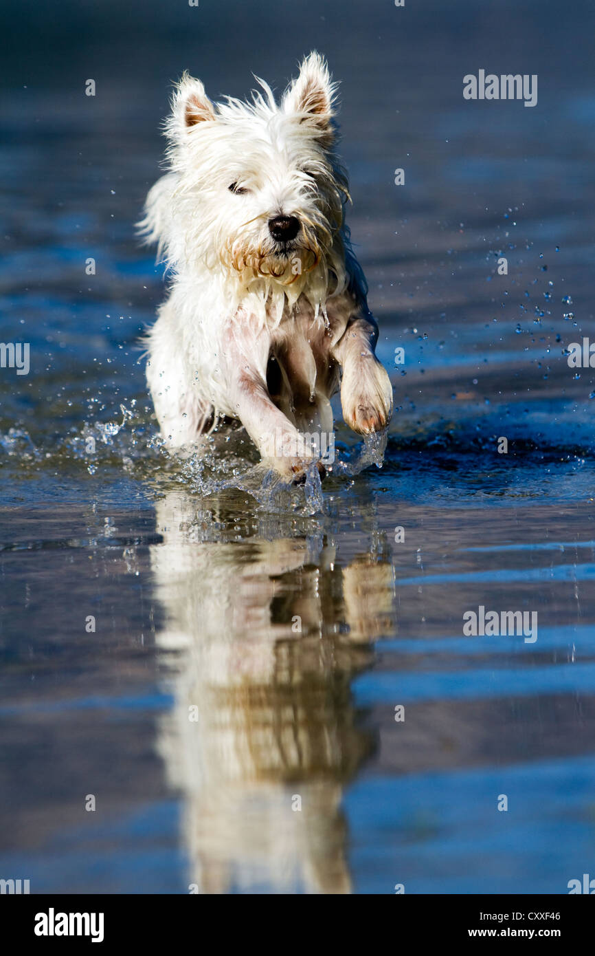 Walking store westie toy