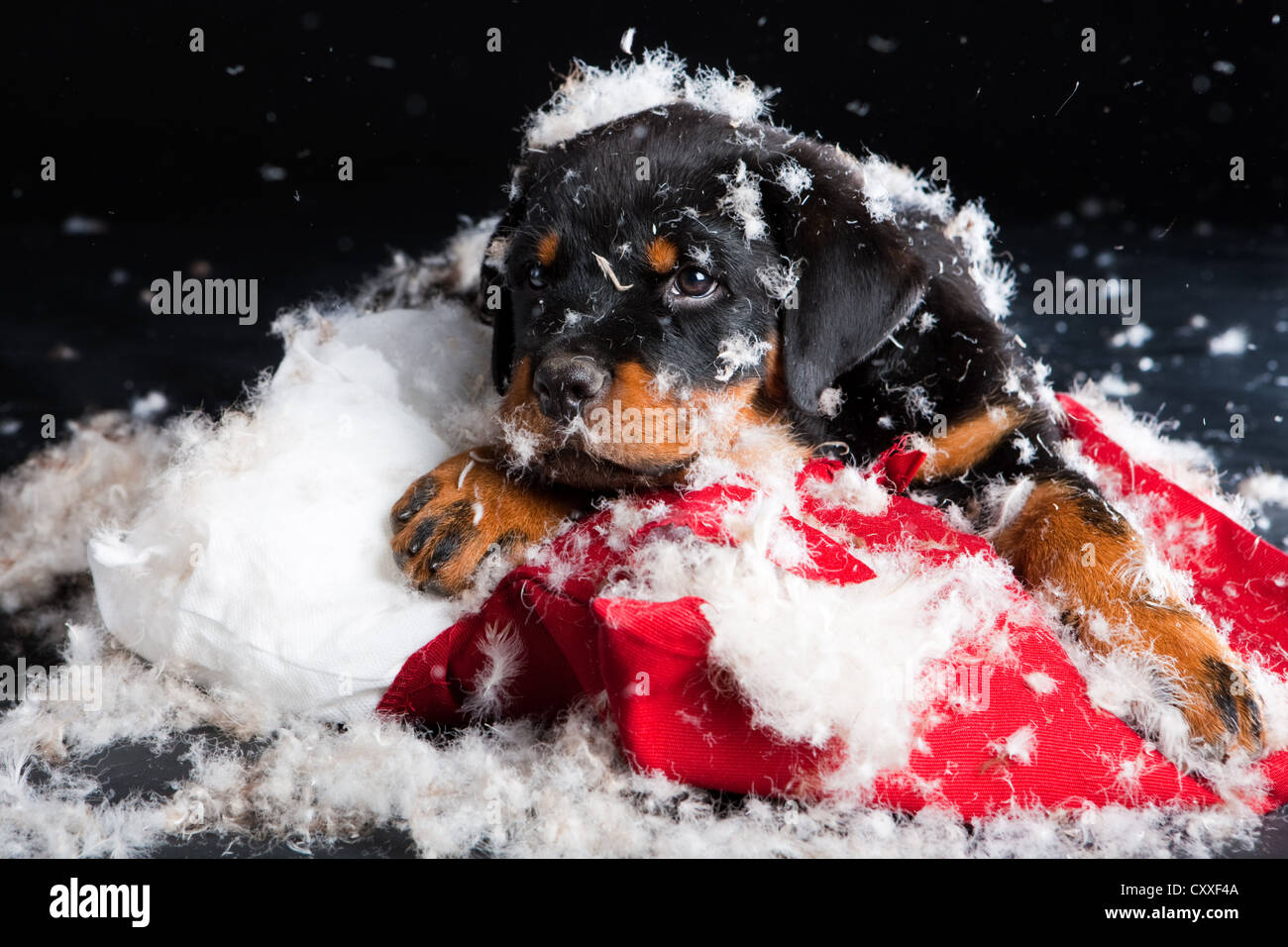 Rottweiler puppy lying on a torn pillow and stuffing, North Tyrol, Austria, Europe Stock Photo