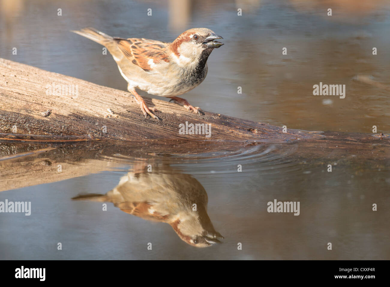 House Sparrow (Passer domesticus), by the water, Limburg an der Lahn, Hesse Stock Photo