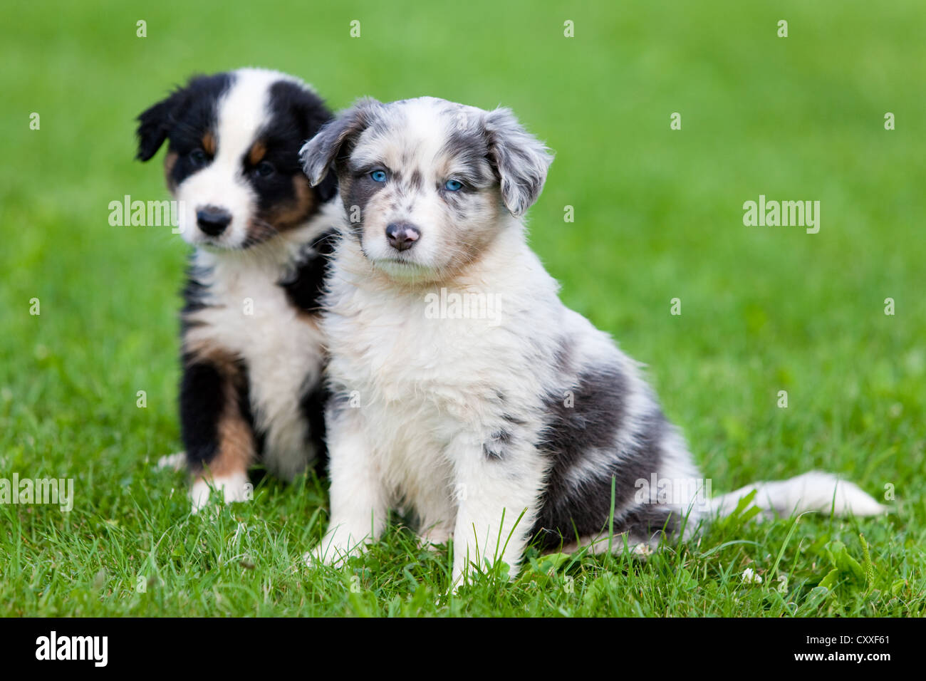 Australian Shepherds, puppies sitting in a meadow, northern Tyrol, Austria, Europe Stock Photo