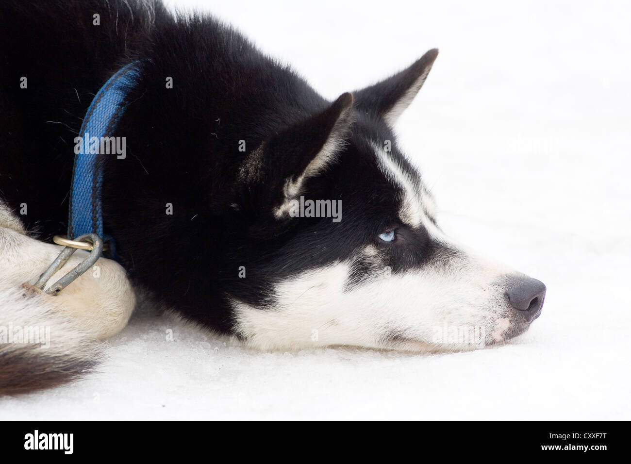 Siberian Husky lying in the snow, northern Tyrol, Austria, Europe Stock Photo