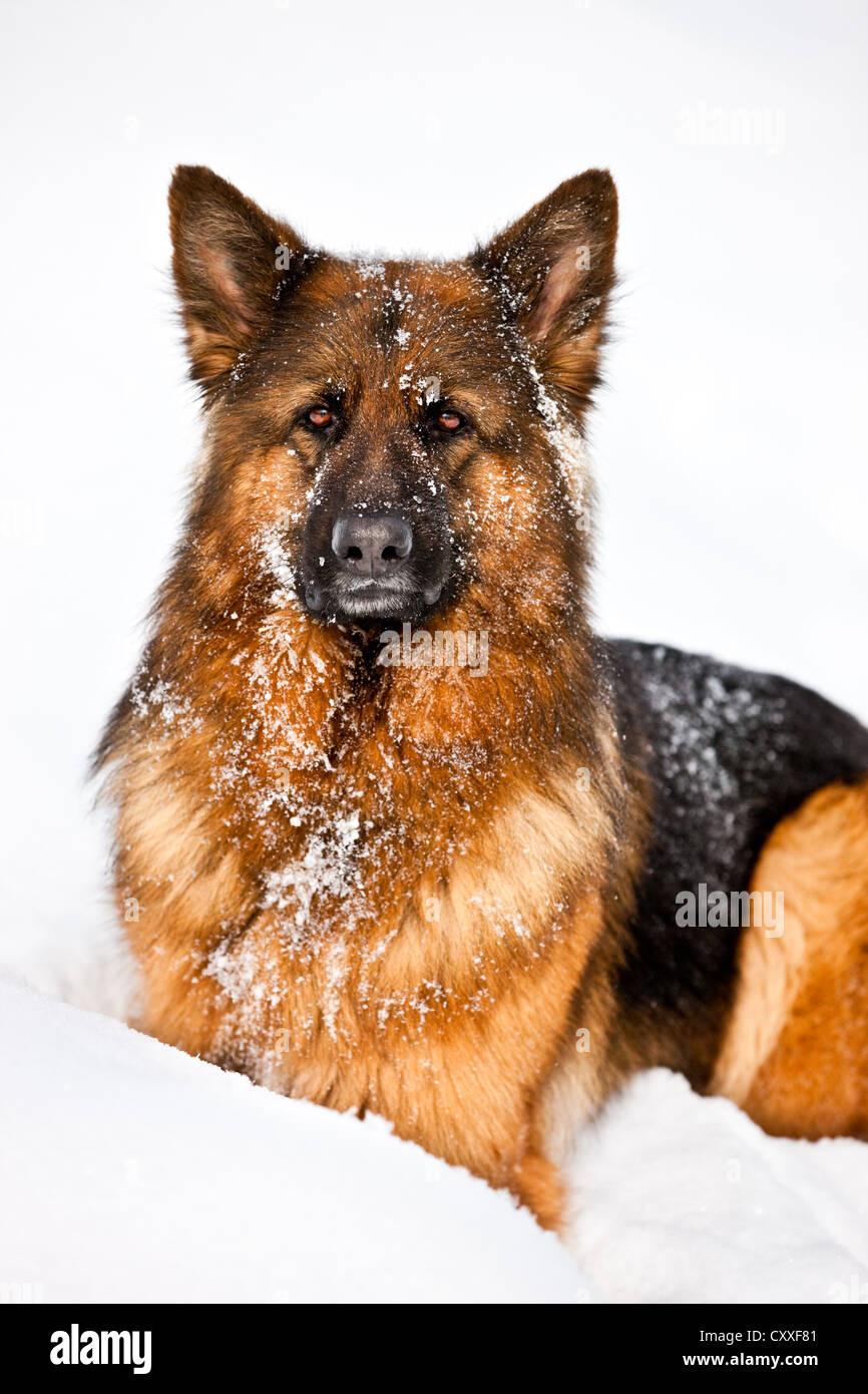 German Shepherd Dog sitting in the snow, northern Tyrol, Austria, Europe Stock Photo