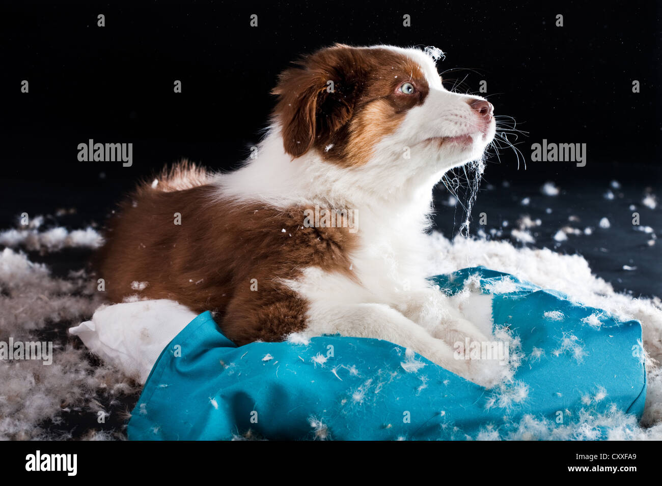 Australian Shepherd puppy biting a cushion and tearing out the stuffing