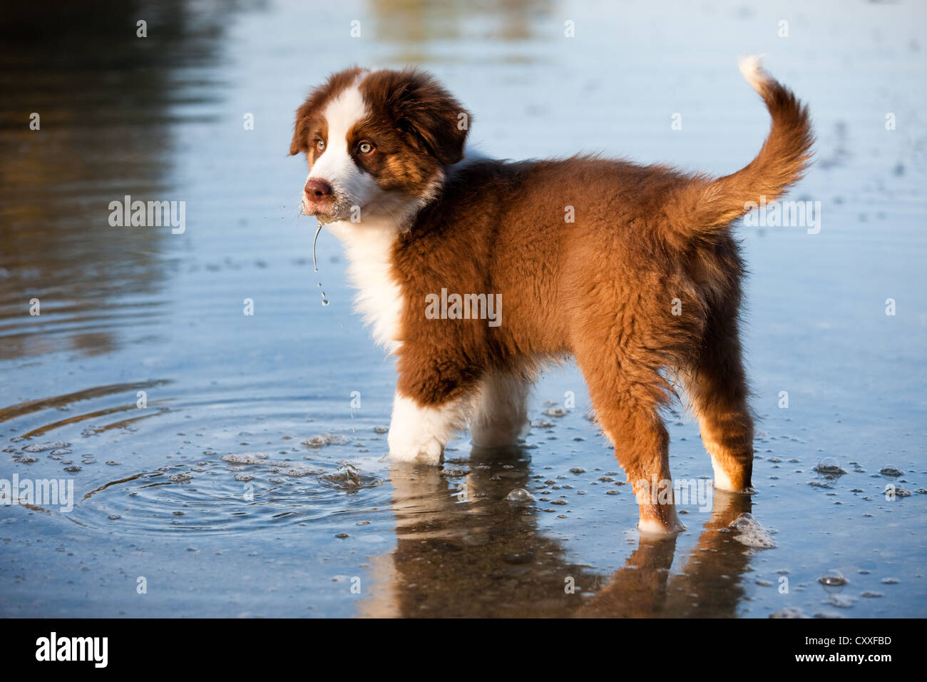 Australian Shepherd puppy standing in the water, North Tyrol, Austria, Europe Stock Photo